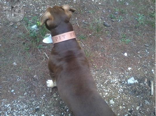 Pit bull red nose..Kαθαρόαιμα Μόνο για γνώστες..